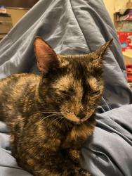 Lost Female Cat last seen Circle k Baston rd , Martinez, GA 30907