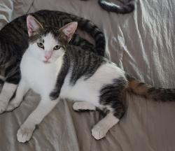 Lost Male Cat last seen Near Salado Creek Subdivision, San Antonio, TX 78223