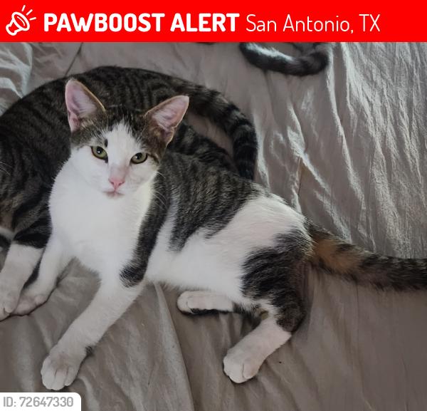 Lost Male Cat last seen Near Salado Creek Subdivision, San Antonio, TX 78223
