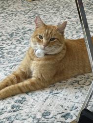 Lost Male Cat last seen 86th Ave and 80th St, Vancouver, WA 98662