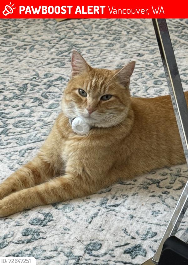 Lost Male Cat last seen 86th Ave and 80th St, Vancouver, WA 98662