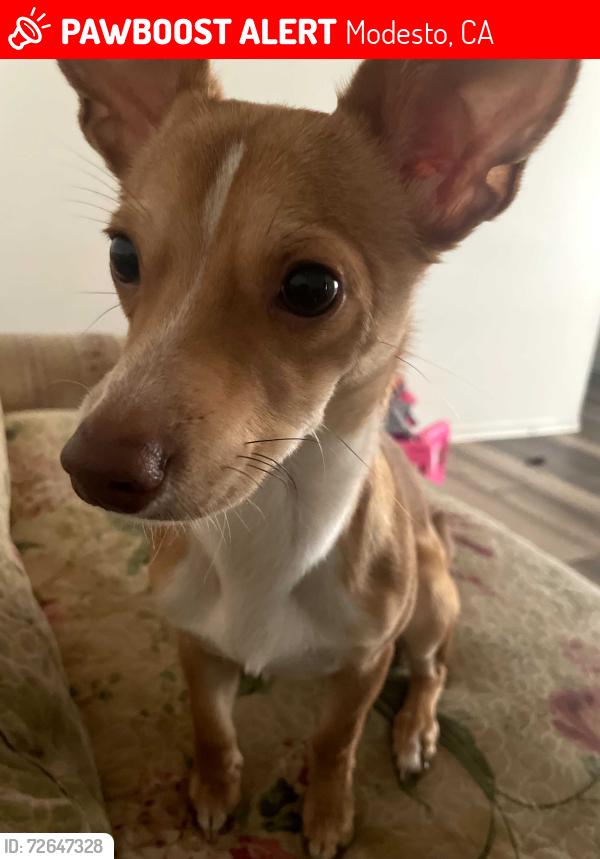 Lost Male Dog last seen Clamenta way, Modesto, CA 95351