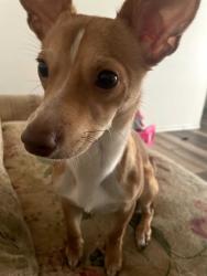 Lost Male Dog last seen Clamenta way, Modesto, CA 95351