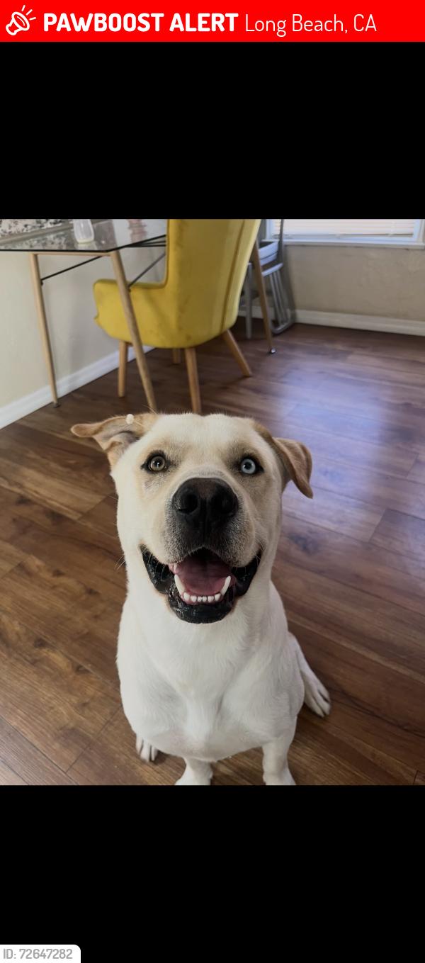 Lost Male Dog last seen Colored eyes , Long Beach, CA 90805
