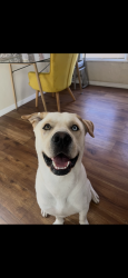 Lost Male Dog last seen Colored eyes , Long Beach, CA 90805