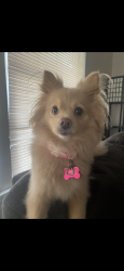 Lost Female Dog last seen Near 1st street , Bakersfield, CA 93304