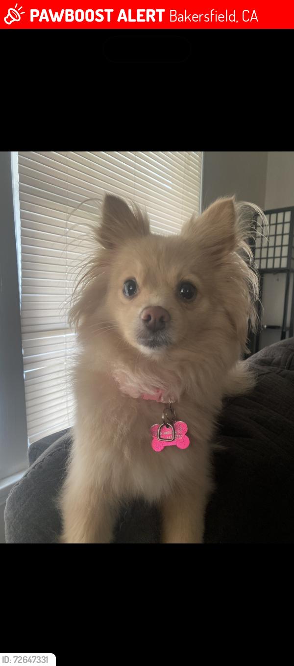 Lost Female Dog last seen Near 1st street , Bakersfield, CA 93304