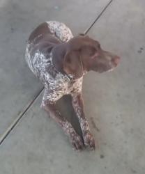 Lost Male Dog last seen Bonita , Bonita, CA 91902
