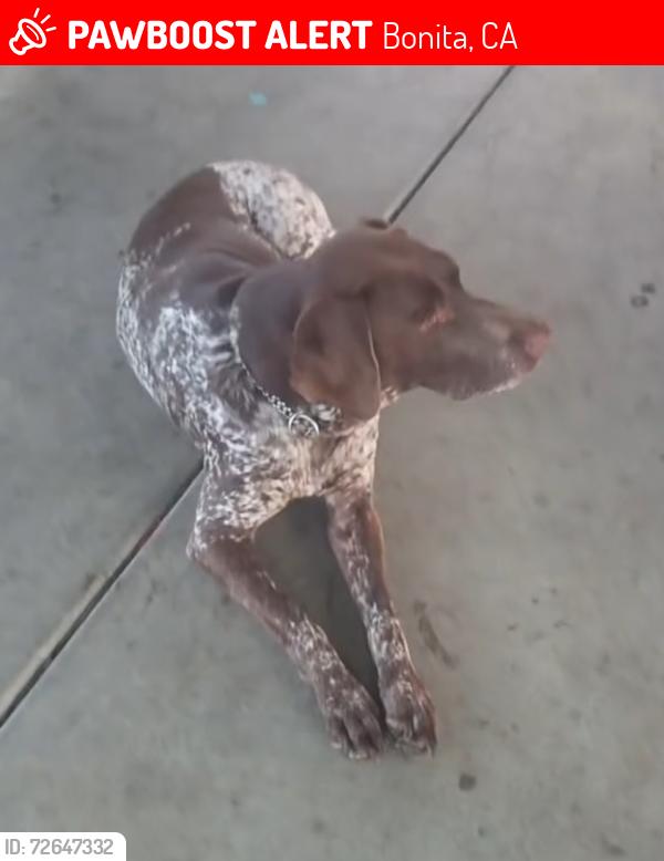 Lost Male Dog last seen Bonita , Bonita, CA 91902