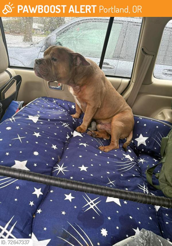 Found/Stray Male Dog last seen Swan Island, Portland, OR 97217