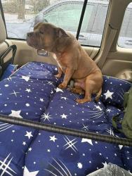 Found/Stray Male Dog last seen Swan Island, Portland, OR 97217