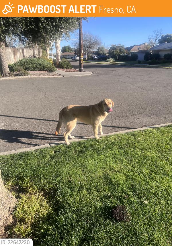 Found/Stray Unknown Dog last seen Cedar and Princeton in the neighborhood behind thrift city, Fresno, CA 93703