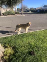 Found/Stray Unknown Dog last seen Cedar and Princeton in the neighborhood behind thrift city, Fresno, CA 93703