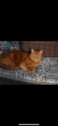 Lost Male Cat last seen fairway blvd and fairway dr, Columbus, OH 43213