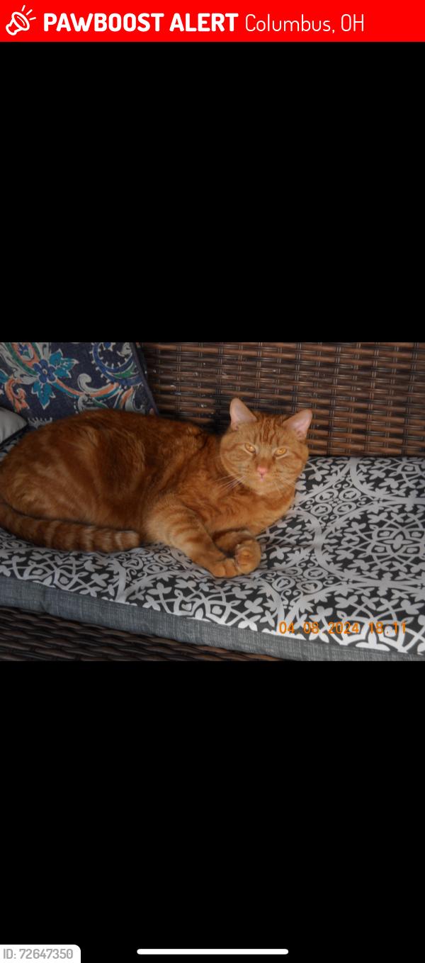 Lost Male Cat last seen fairway blvd and fairway dr, Columbus, OH 43213