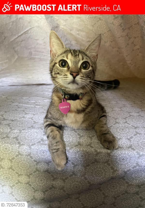 Lost Female Cat last seen Blaine ave, Riverside, CA 92507