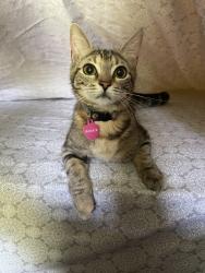 Lost Female Cat last seen Blaine ave, Riverside, CA 92507