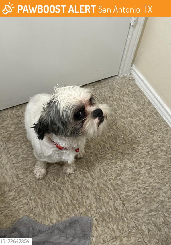 Found/Stray Male Dog last seen Mculllough and Agnes , San Antonio, TX 78212