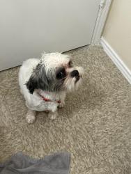 Found/Stray Male Dog last seen Mculllough and Agnes , San Antonio, TX 78212