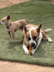 Found/Stray Female Dog last seen Flower and country club, Tucson, AZ 85716
