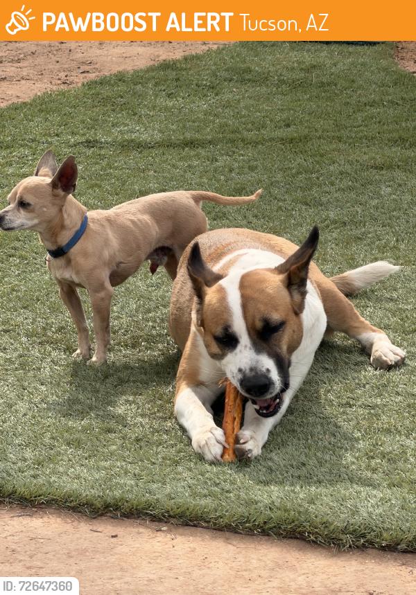 Found/Stray Female Dog last seen Flower and country club, Tucson, AZ 85716