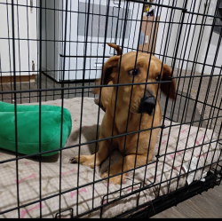 Found/Stray Male Dog last seen Division and 35, San Antonio, TX 78225