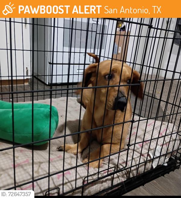 Found/Stray Male Dog last seen Division and 35, San Antonio, TX 78225