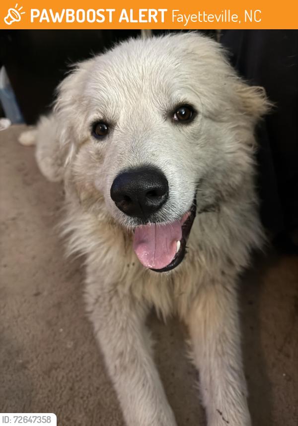 Found/Stray Male Dog last seen In my possession , Fayetteville, NC 28314