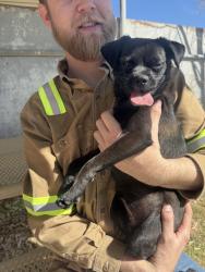 Found/Stray Female Dog last seen Center st park old town Victorville , Victorville, CA 92395