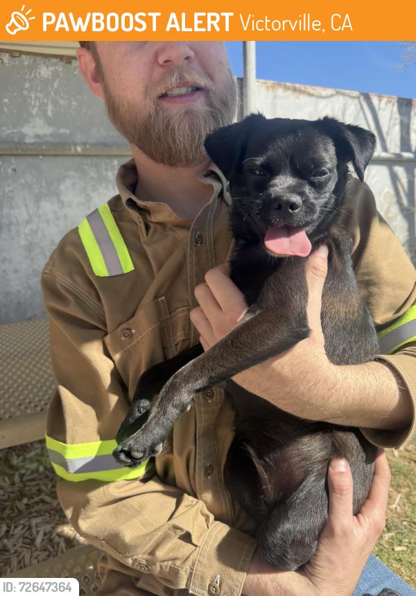 Found/Stray Female Dog last seen Center st park old town Victorville , Victorville, CA 92395