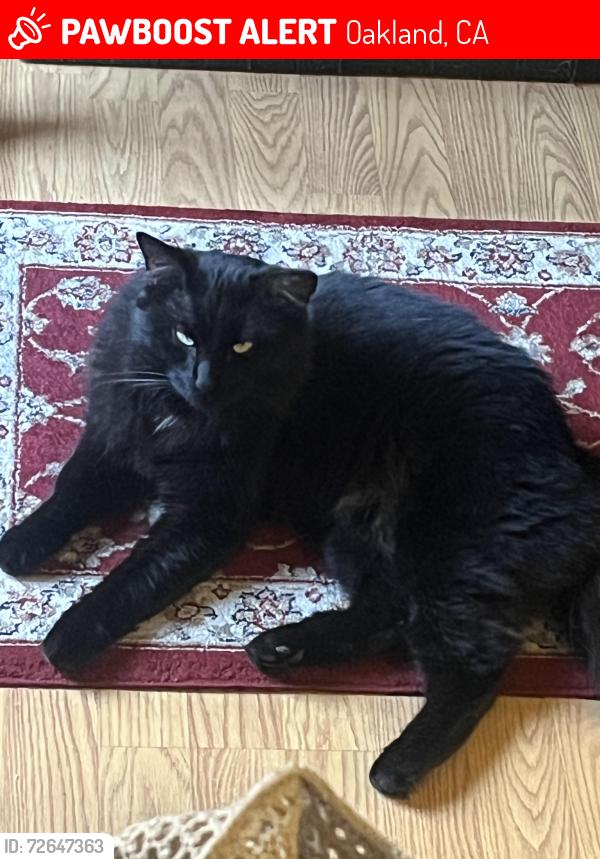 Lost Male Cat last seen Parker Ave and Garfield St. , Oakland, CA 94605