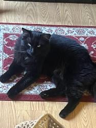 Lost Male Cat last seen Parker Ave and Garfield St. , Oakland, CA 94605