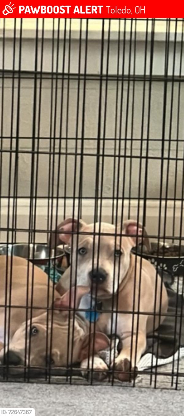 Lost Male Dog last seen Slater St and North Haven, Toledo, OH 43612