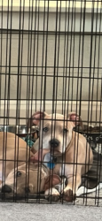 Lost Male Dog last seen Slater St and North Haven, Toledo, OH 43612