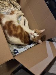 Found/Stray Male Cat last seen W I 240 and Douglas st , Oklahoma City, OK 73159