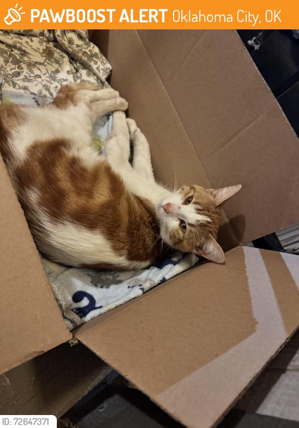 Found/Stray Male Cat last seen W I 240 and Douglas st , Oklahoma City, OK 73159