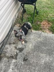 Lost Male Dog last seen Victoria Blvrd, Oxford, GA 30054