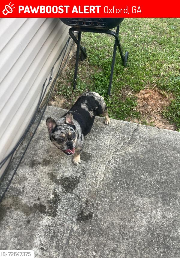 Lost Male Dog last seen Victoria Blvrd, Oxford, GA 30054