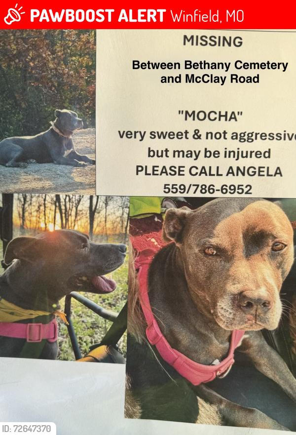Lost Female Dog last seen Near Bethany Cemetery, Winfield, MO 63389