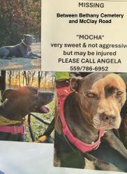 Lost Female Dog last seen Near Bethany Cemetery, Winfield, MO 63389