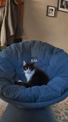 Lost Female Cat last seen E 41st street , Covington, KY 41015