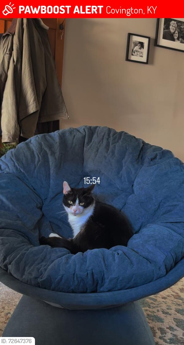 Lost Female Cat last seen E 41st street , Covington, KY 41015