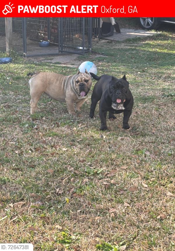 Lost Female Dog last seen Victoria Blvrd, Oxford, GA 30054