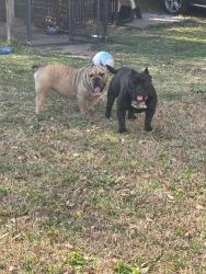 Lost Female Dog last seen Victoria Blvrd, Oxford, GA 30054
