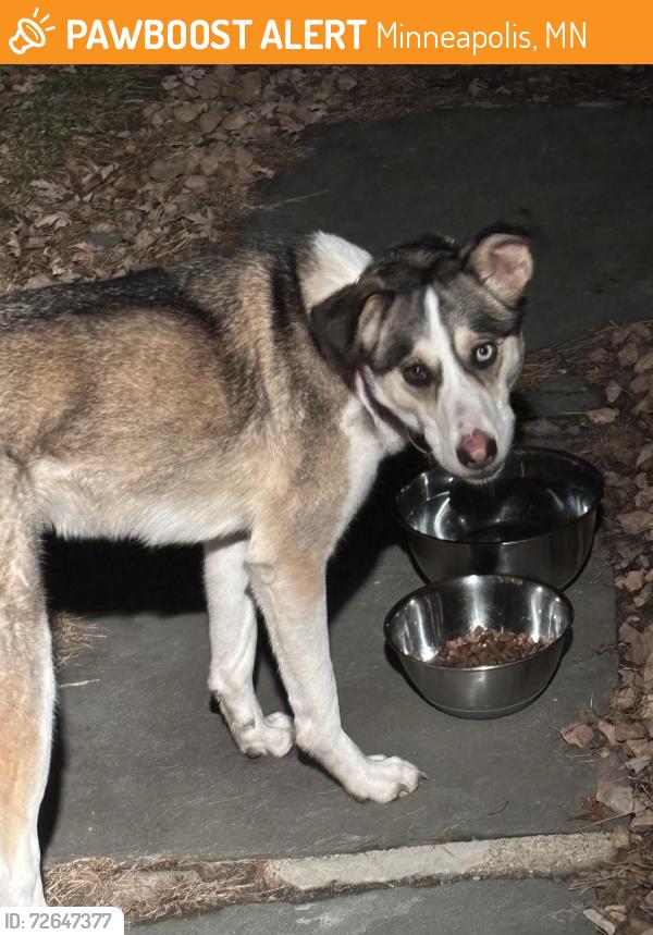 Found/Stray Unknown Dog last seen Near 38th Ave S, Minneapolis, MN 55417
