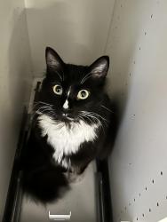 Lost Male Cat last seen Scenic Drive Middleburg 32068, Middleburg, FL 32068
