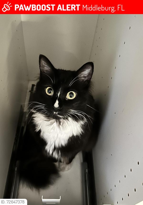 Lost Male Cat last seen Scenic Drive Middleburg 32068, Middleburg, FL 32068