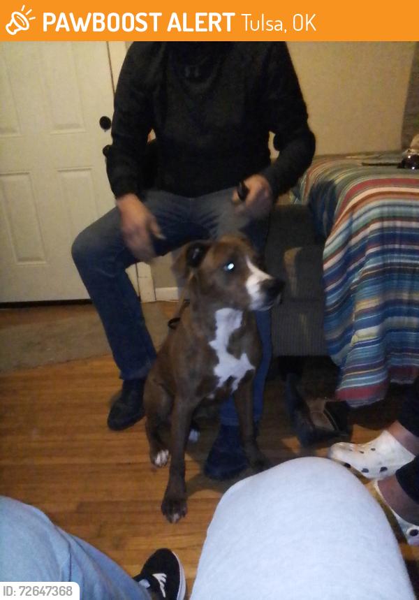 Found/Stray Male Dog last seen Pine and Yale, Tulsa, OK 74115