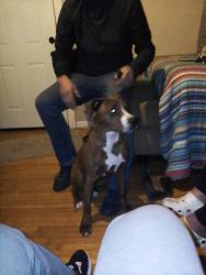 Found/Stray Male Dog last seen Pine and Yale, Tulsa, OK 74115