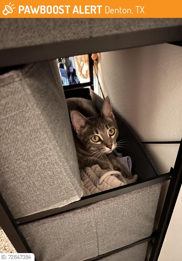 Found/Stray Female Cat last seen Found in The Retreat at Denton, Denton, TX 76207